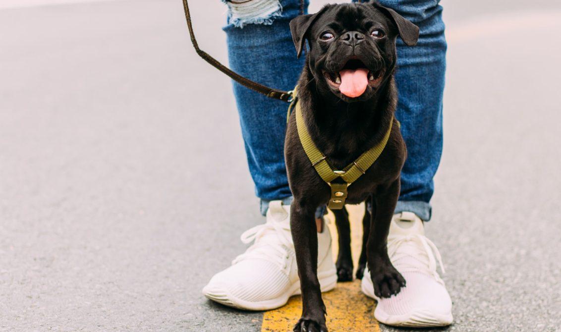 Dog Walking Business