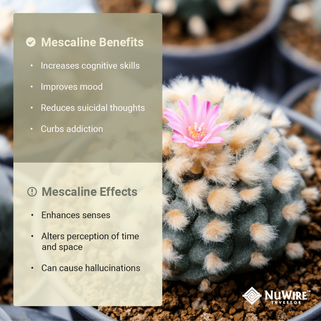 Mescaline Benefits and Effects